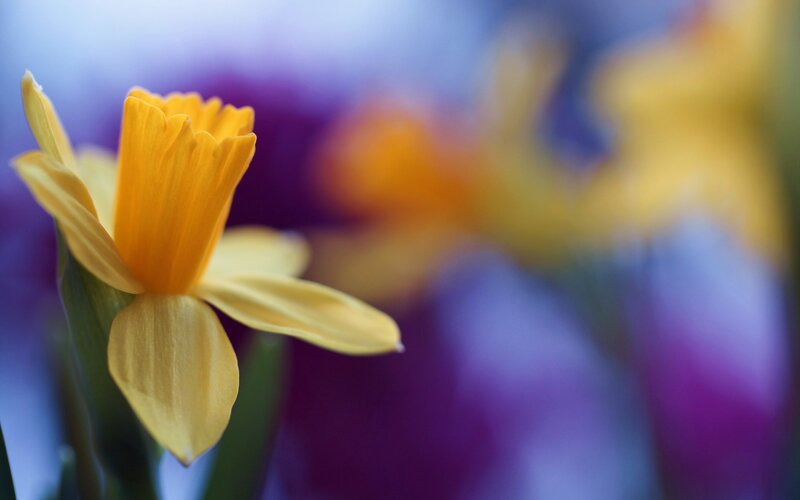 Yellow Daffodil Flower — Serene, Spring, Photograph, Stem, Blurry Background