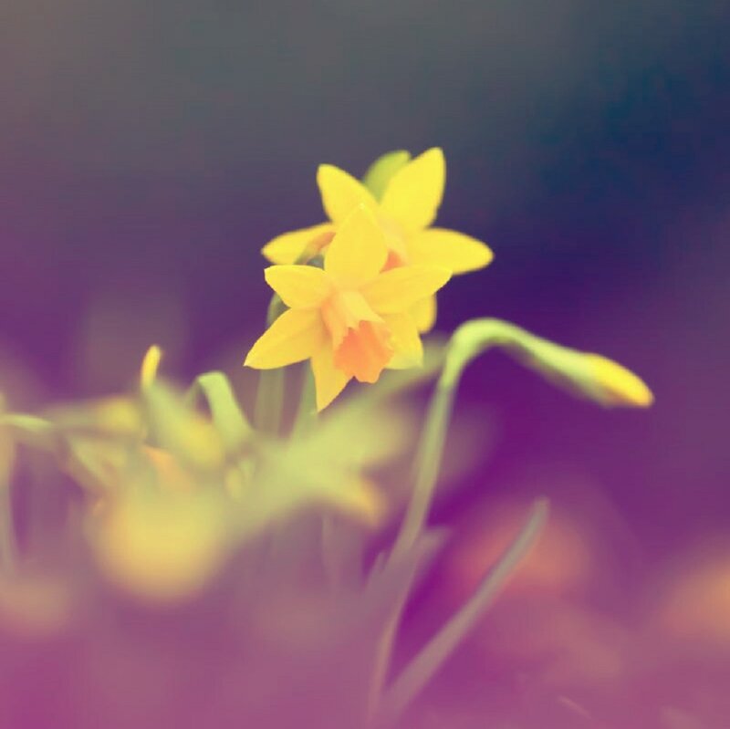 Yellow Daffodil Flower — Serene, Spring, Photograph, Stem, Bud