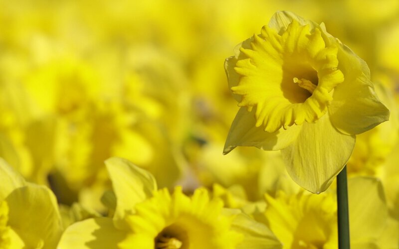 Yellow Daffodil Flower — Serene, Spring, Photograph, Stem, Field