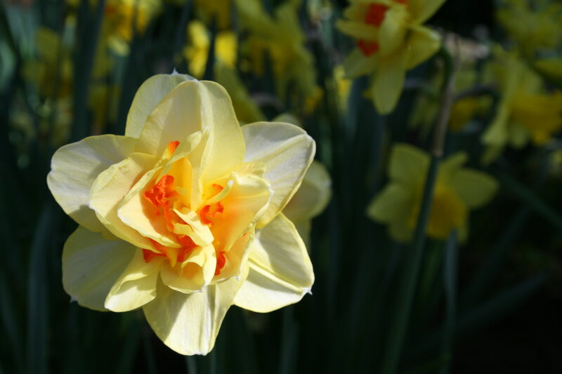 Yellow Daffodil Flower — Serene, Spring, Photograph, Stem, Leaf
