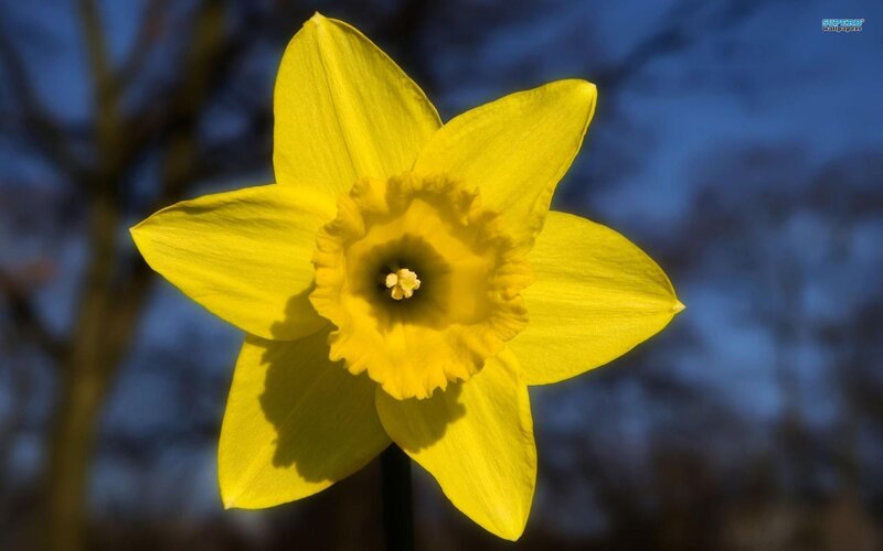 Yellow Daffodil Flower — Serene, Spring, Photograph, Stem, Sky