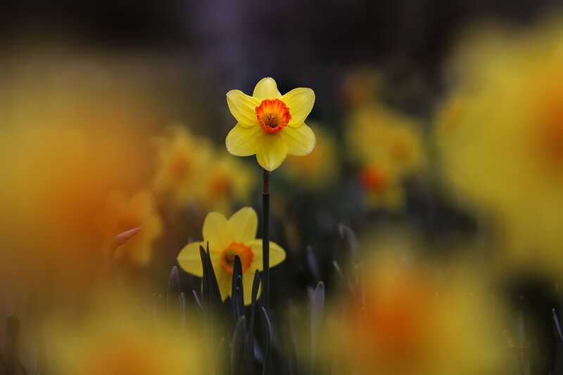 Yellow Daffodil Flower — Serene, Spring, Photograph, Stem