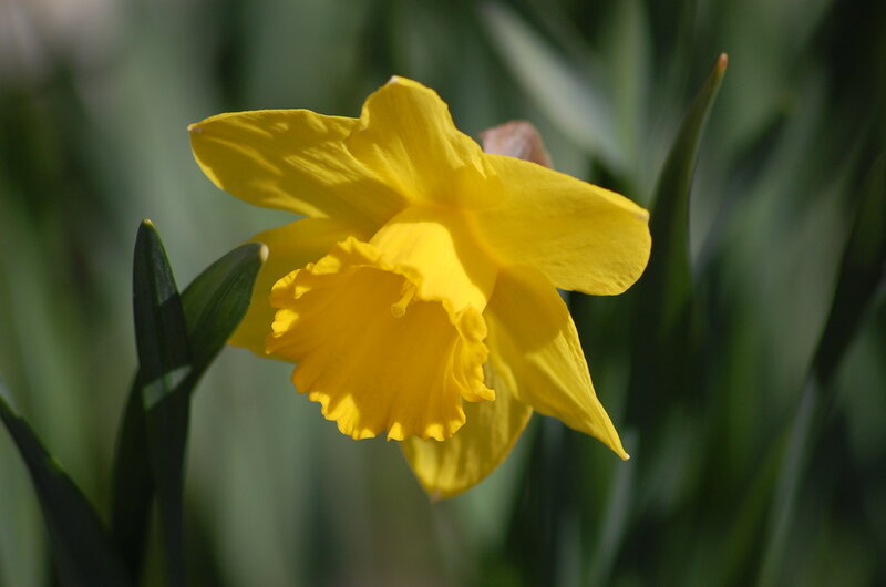 Yellow Daffodil Flower — Serene, Spring, Photograph