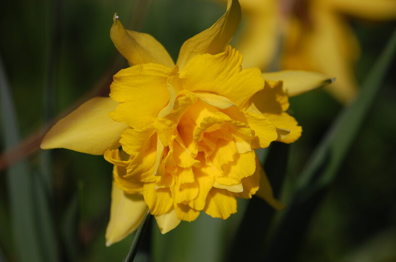 Yellow Daffodil Flower — Serene, Spring