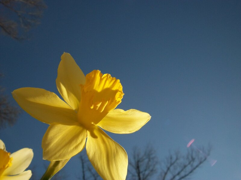 Yellow Daffodil Flower — Serene