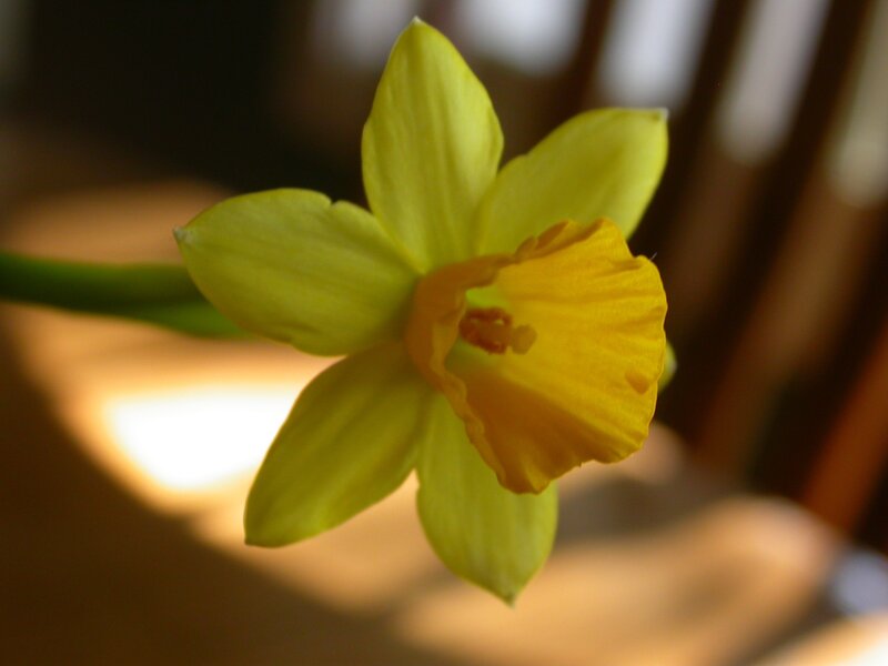 yellow daffodil flower