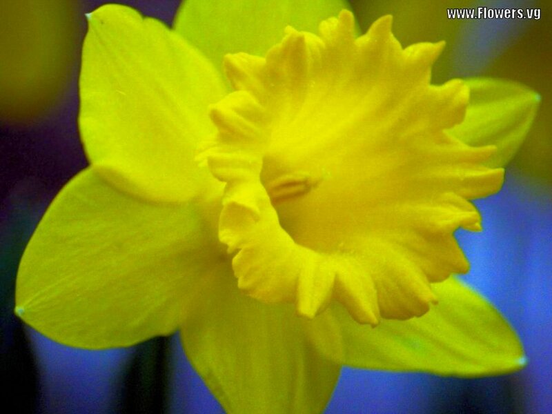 Yellow Daffodil Flower — Vibrant