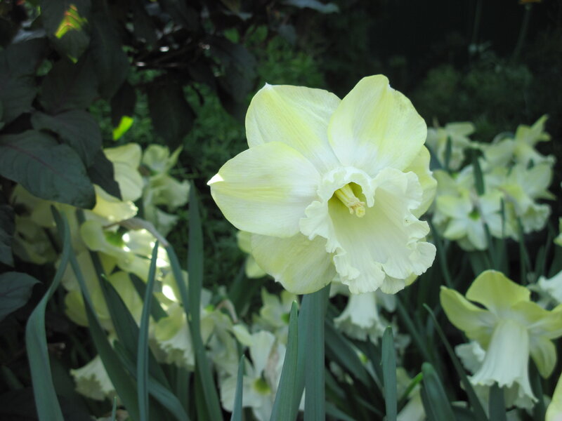 Yellow Daffodil Flower — White