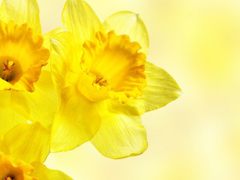 Yellow Daffodil Flowers — Calm, Spring, Photograph