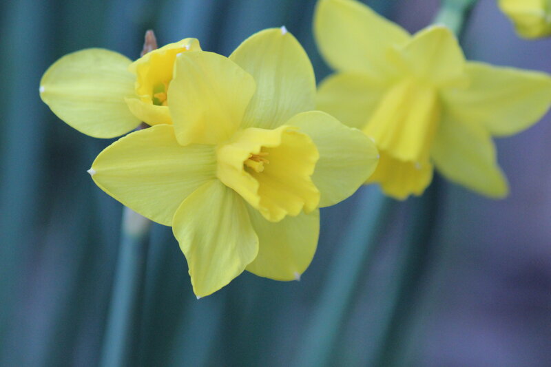 Yellow Daffodil Flowers — Calm, Spring