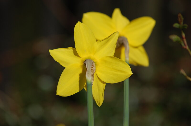 Yellow Daffodil Flowers — Calm