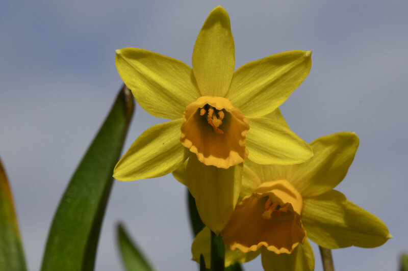 Yellow Daffodil Flowers