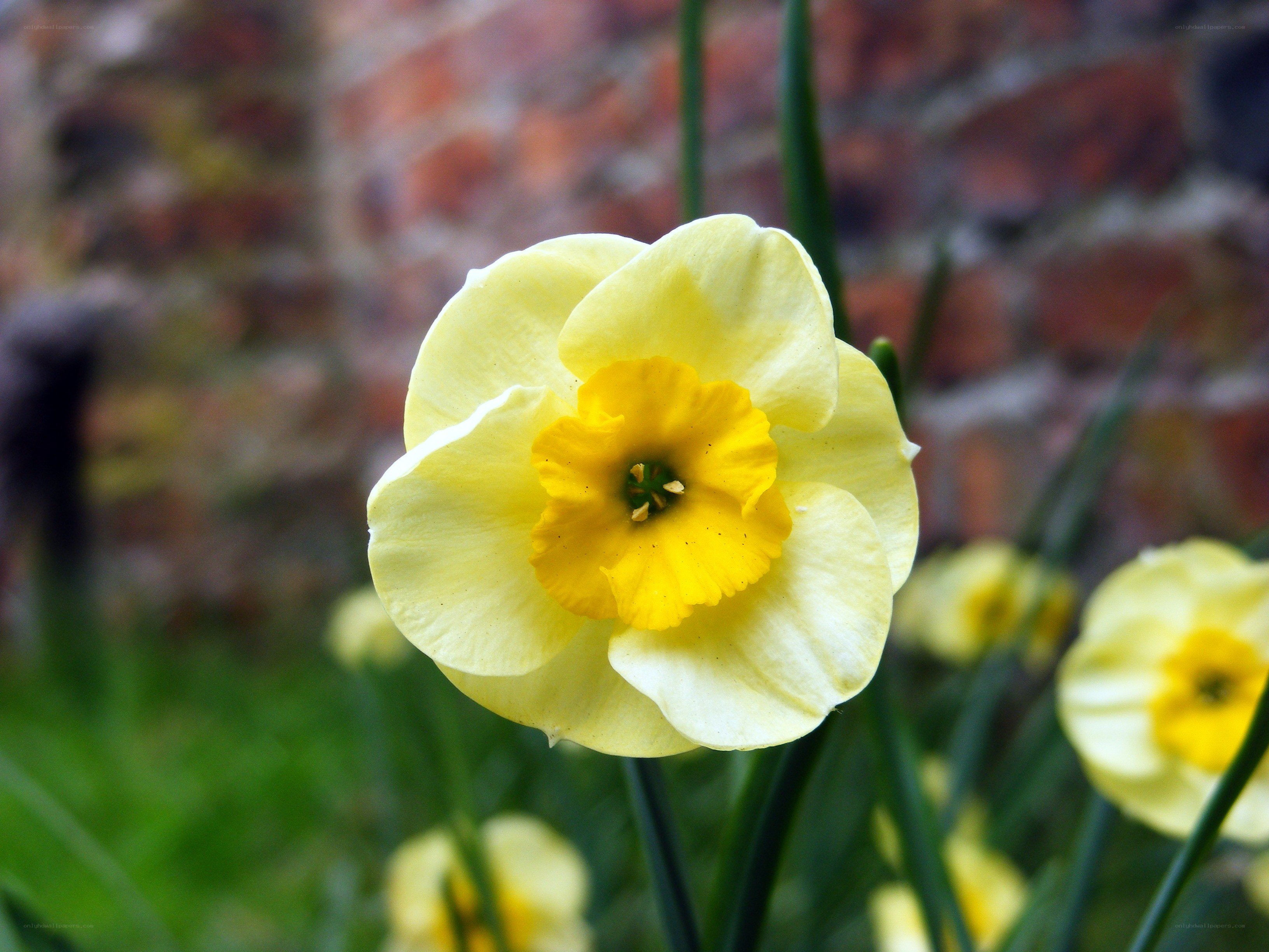 Yellow daffodil in bloom