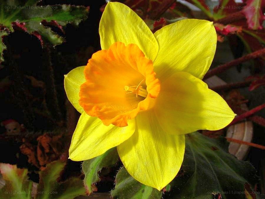 yellow daffodil in bloom