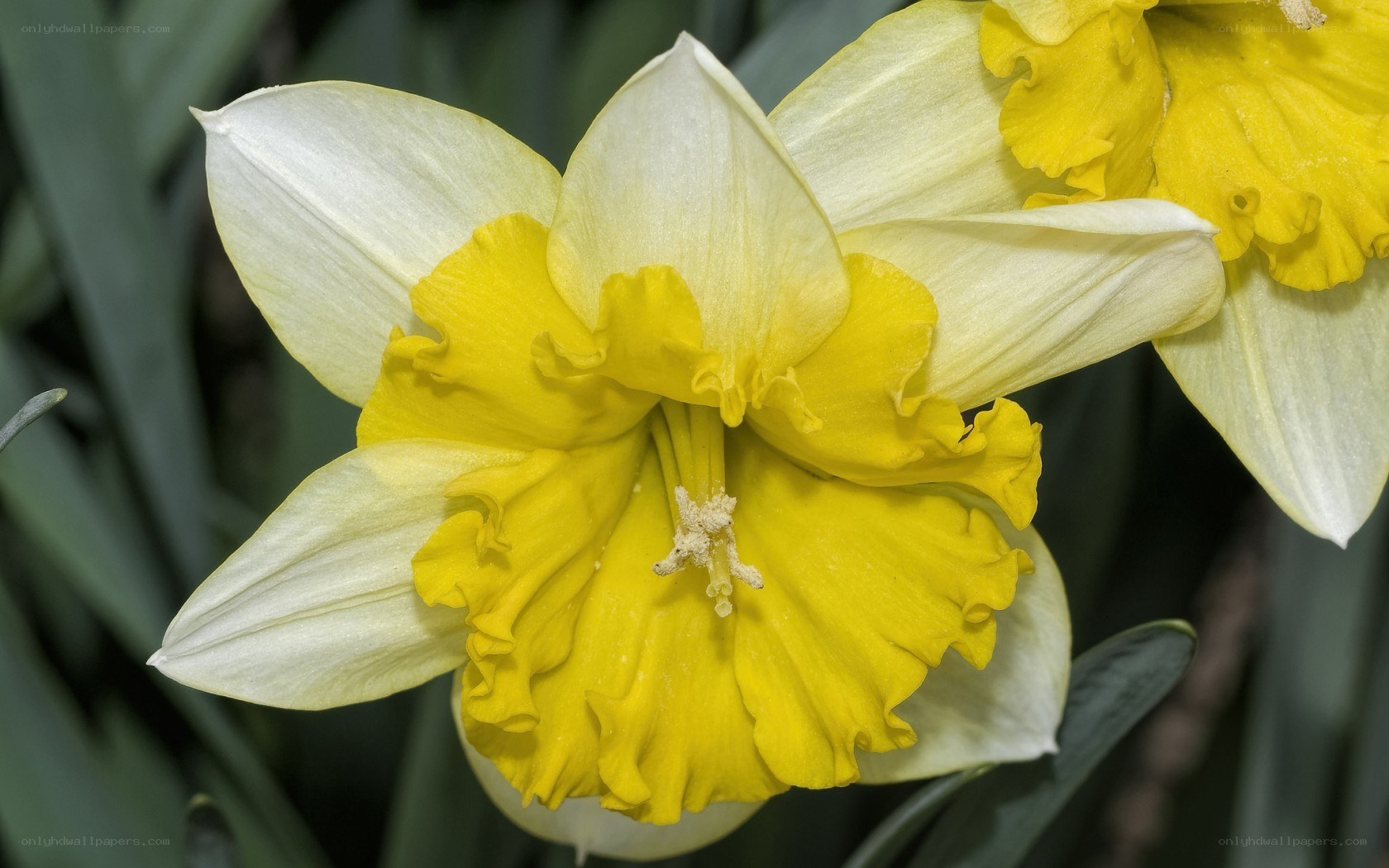 Yellow daffodil in bloom