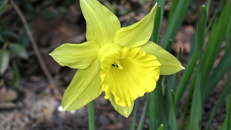 Yellow daffodil in bloom
