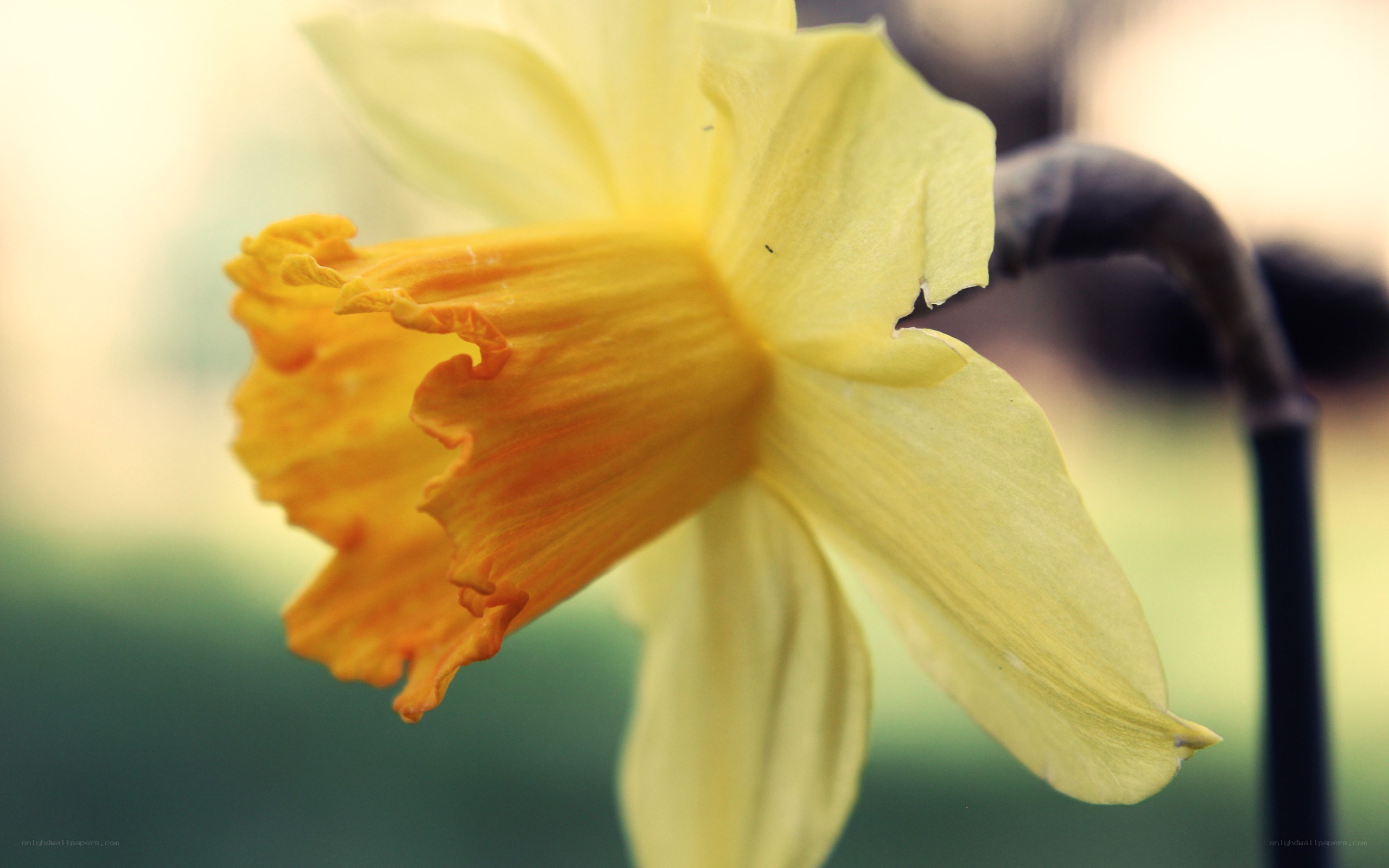 yellow daffodil in bloom