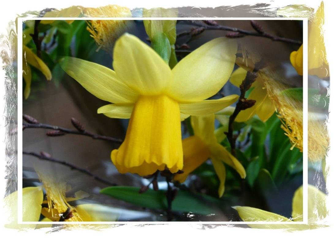 Yellow daffodil in bloom