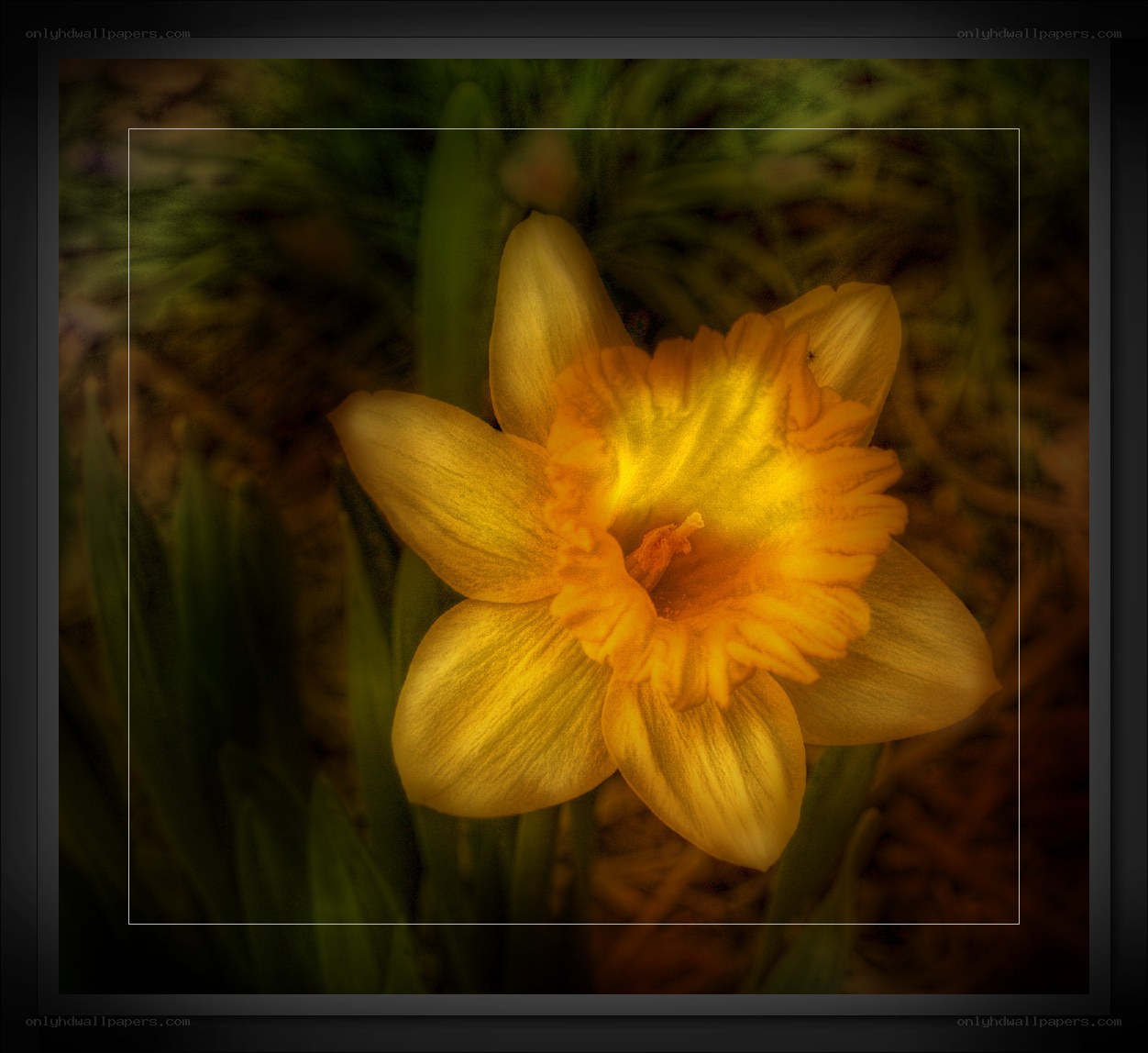 Yellow daffodil in bloom