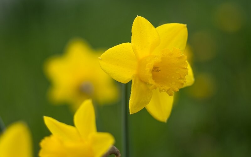 Yellow daffodil in bloom