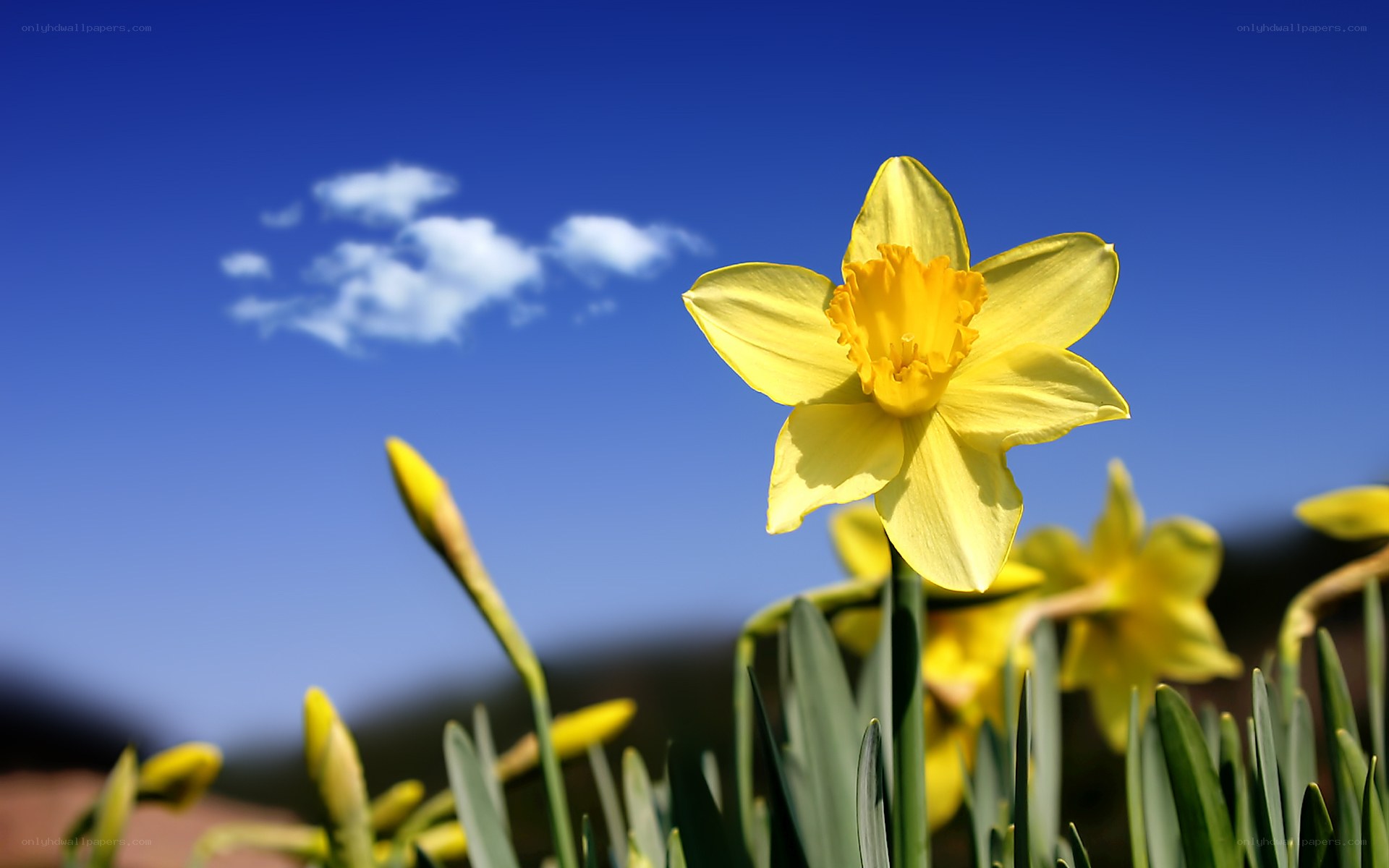 Yellow daffodil in blue sky