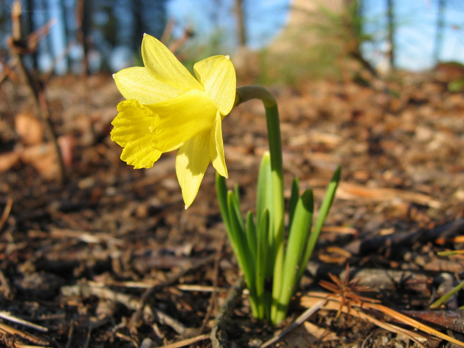 Yellow daffodil in forest