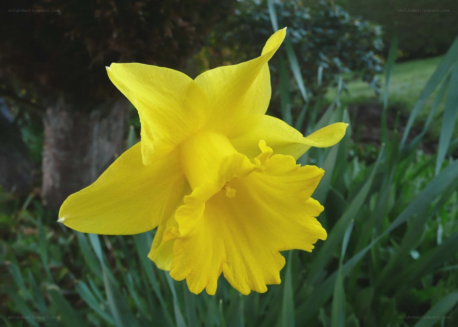 Yellow daffodil in garden