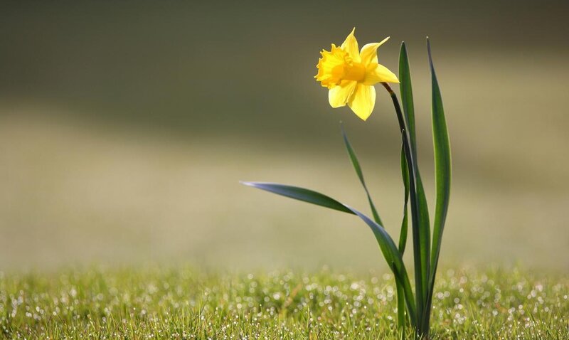 Yellow daffodil in grass