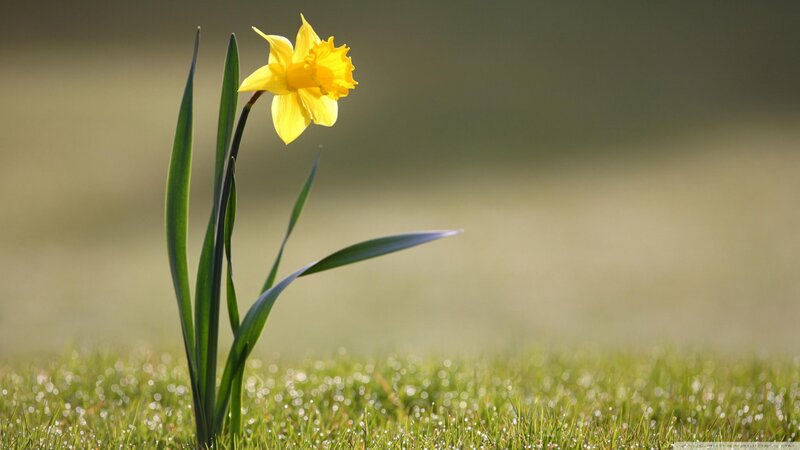 Yellow Daffodil in Grass — Serene