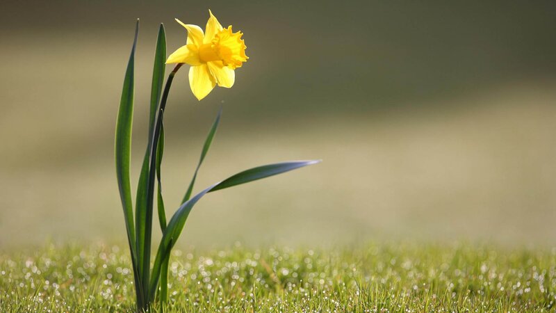 Yellow daffodil in grass