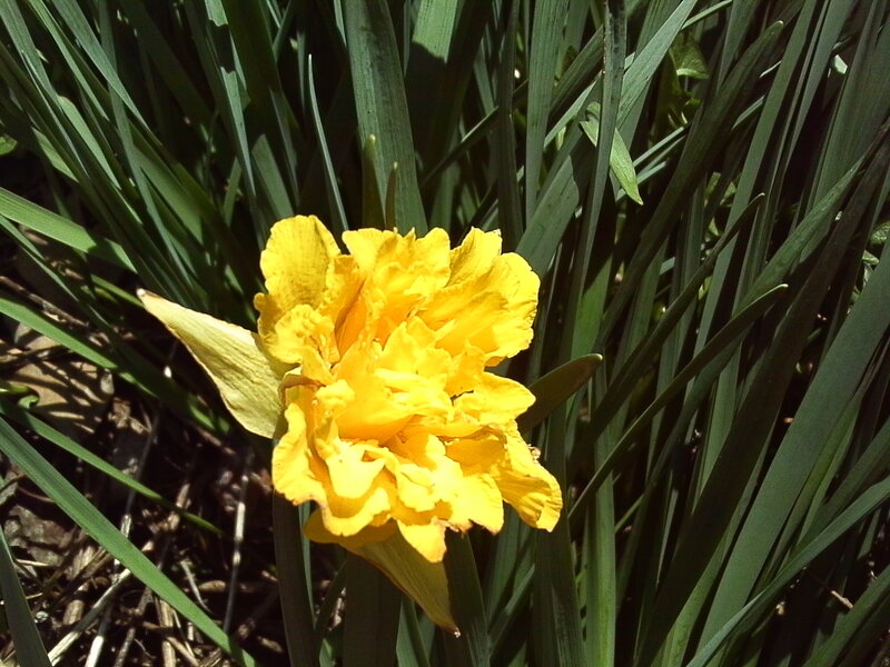 Yellow daffodil in green foliage