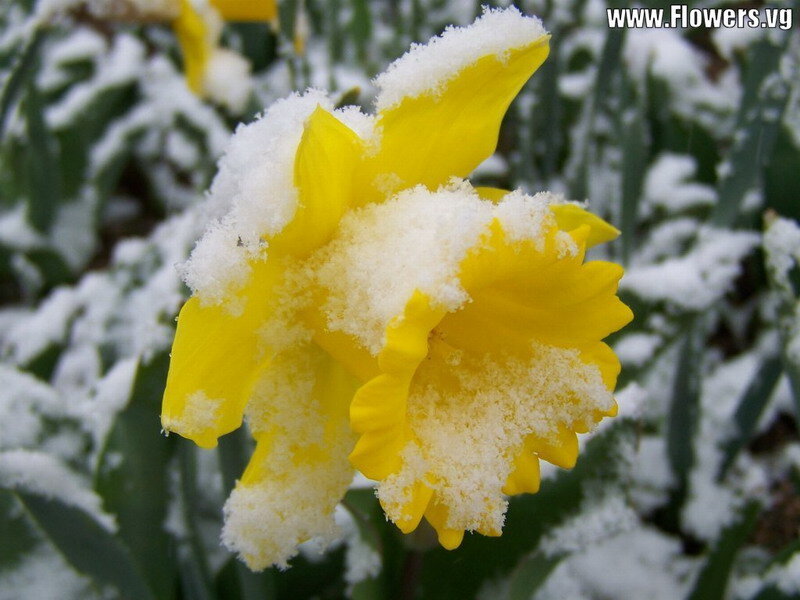 Yellow Daffodil in Snow
