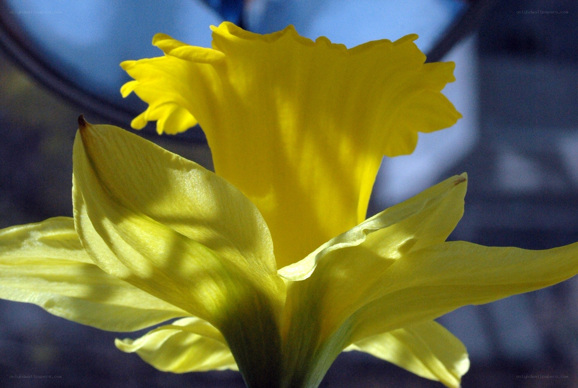 Yellow daffodil in sunlight