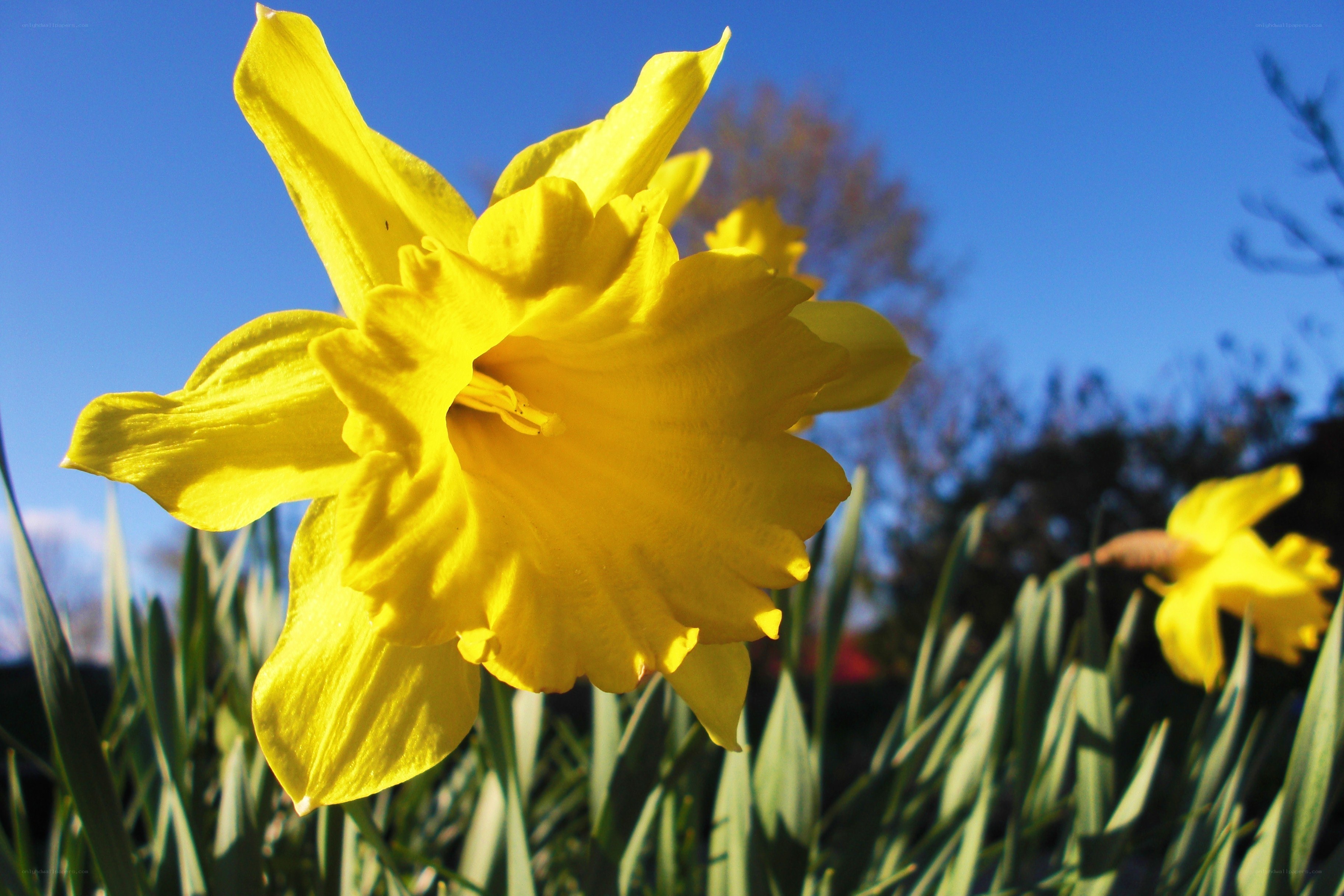Yellow daffodil in sunlight