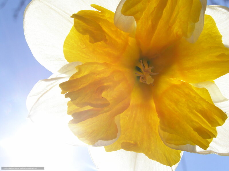 Yellow daffodil in sunlight