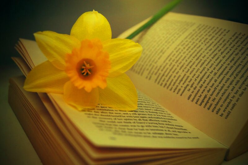 Yellow Daffodil on Book