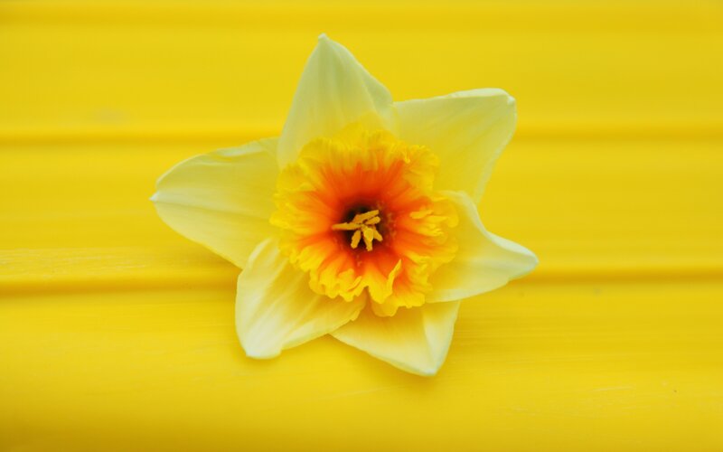 yellow daffodil on yellow surface