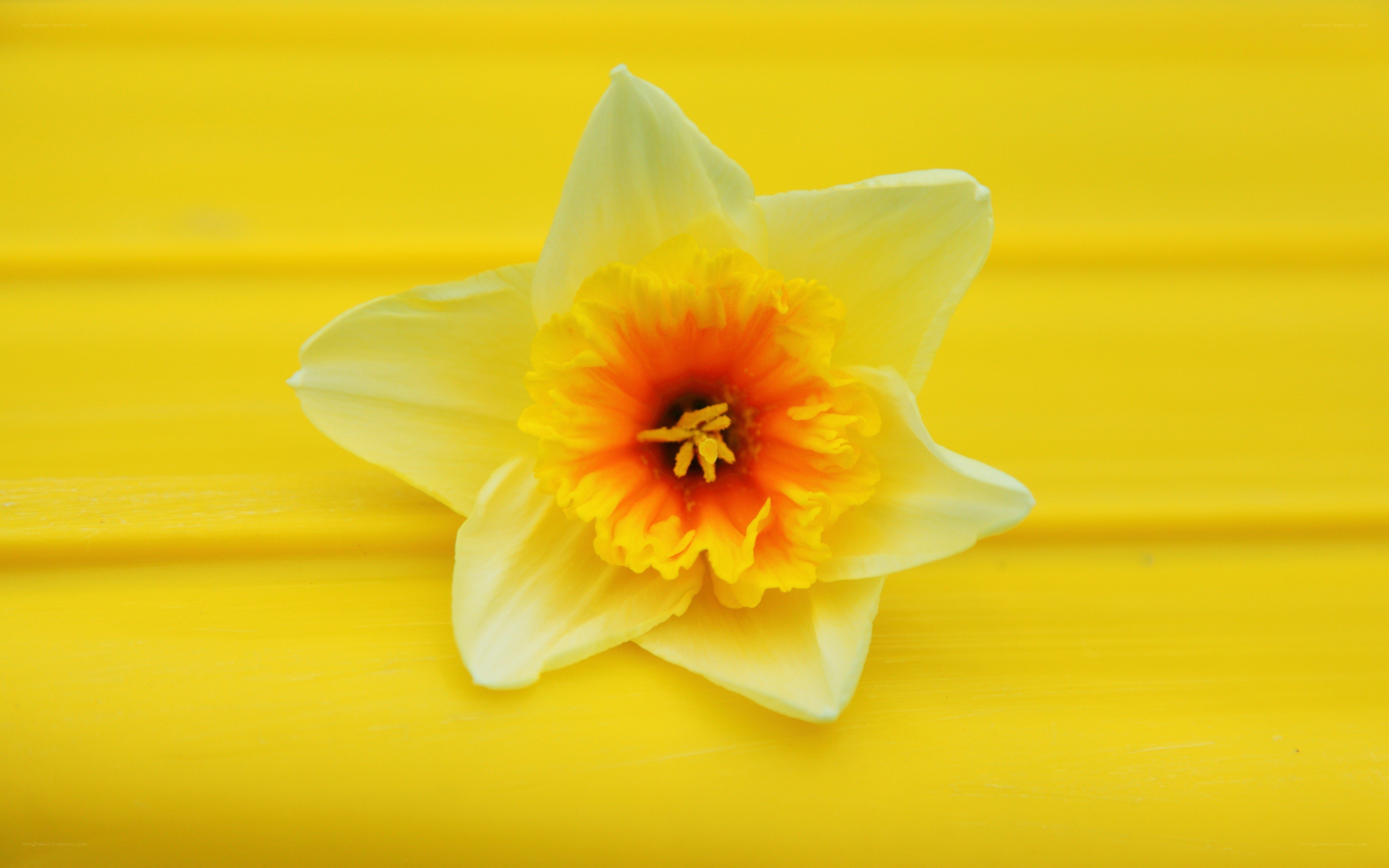 yellow daffodil on yellow surface