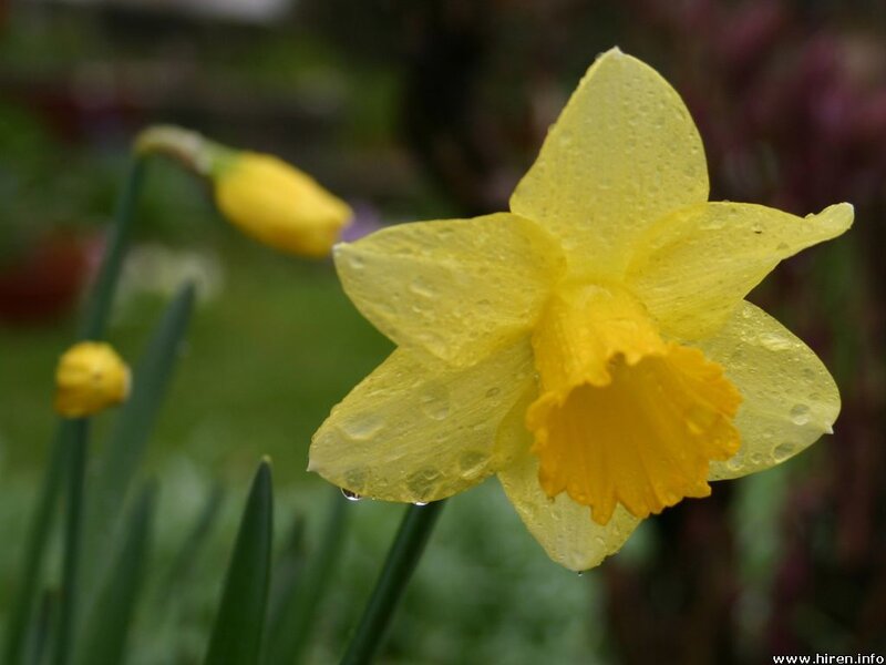Yellow daffodil with water droplets