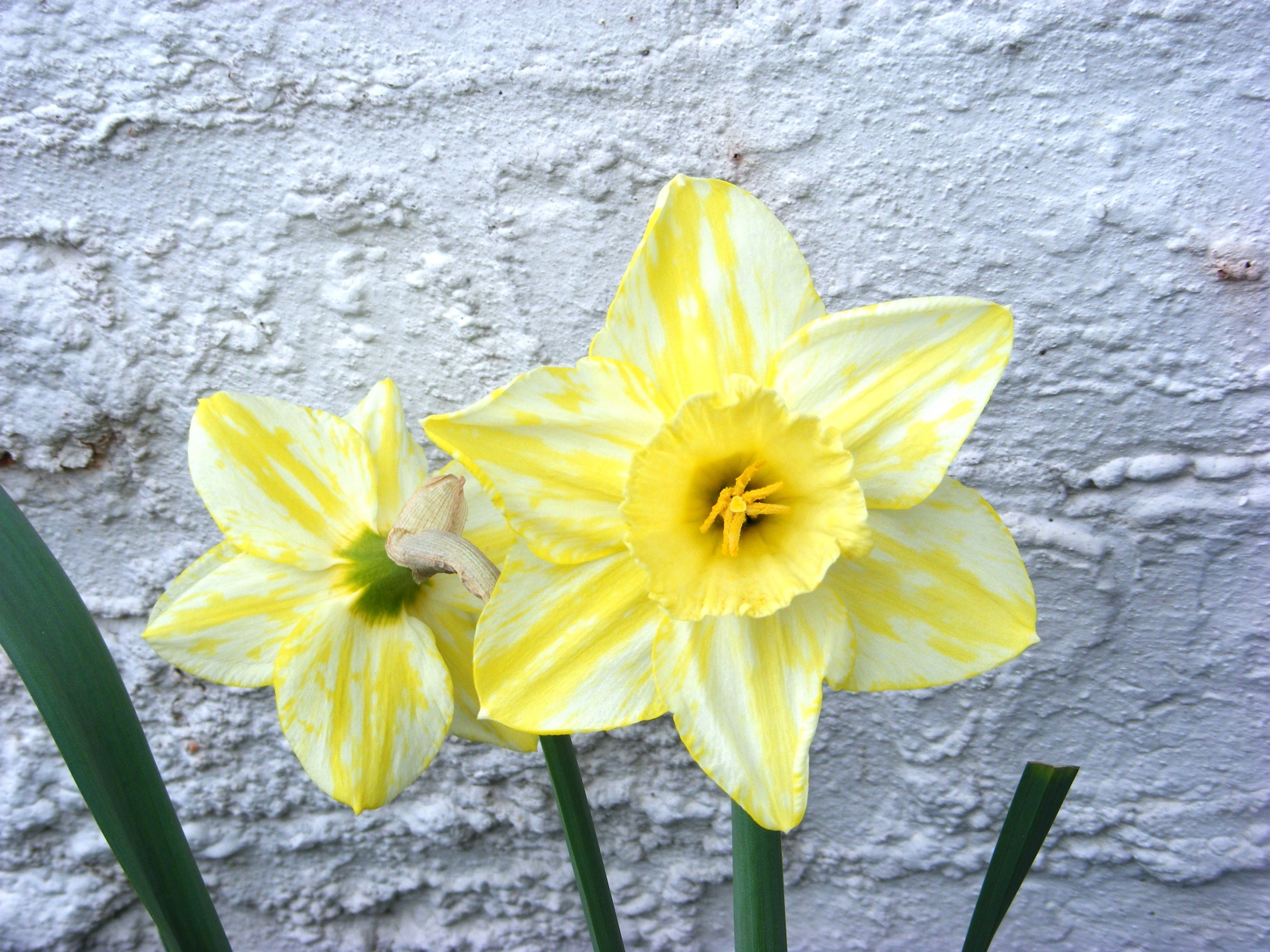 Yellow daffodils against a wall
