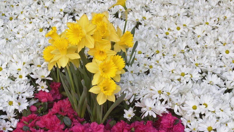 Yellow daffodils among white and pink flowers