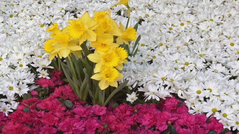 Yellow daffodils among white and pink flowers