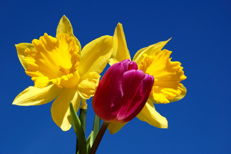 Yellow daffodils and a pink tulip
