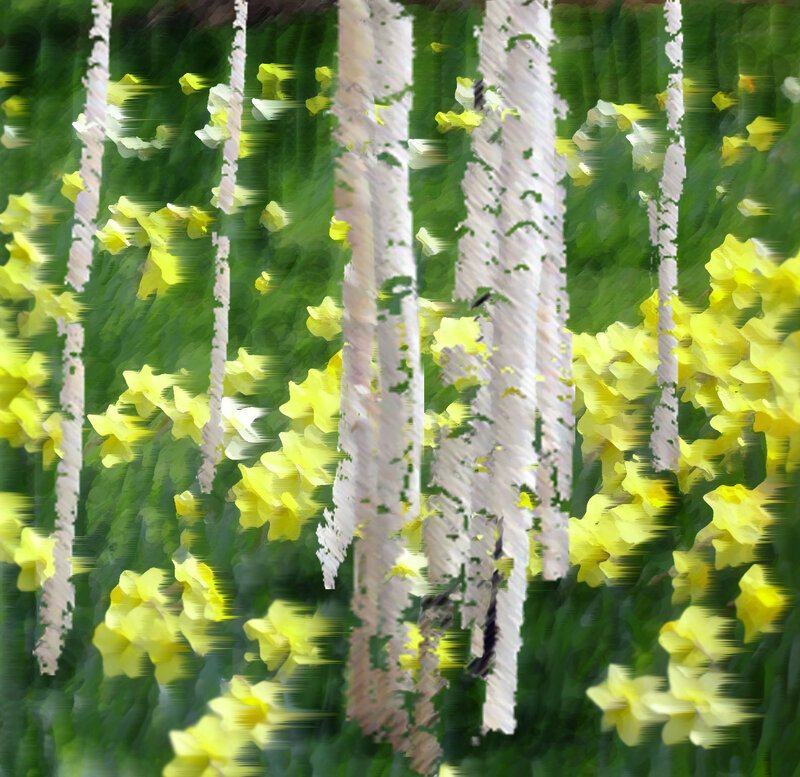 Yellow Daffodils and Birch Trees