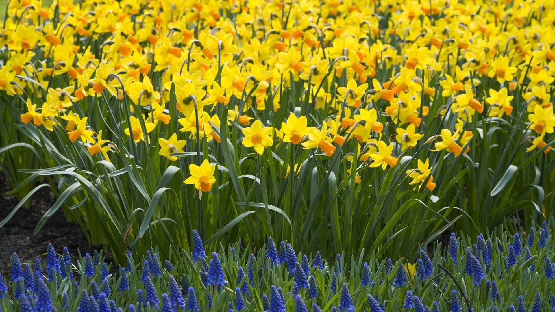 Yellow daffodils and blue grape hyacinths