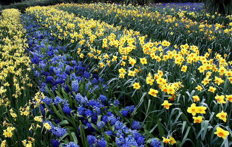 Yellow Daffodils and Blue Hyacinths