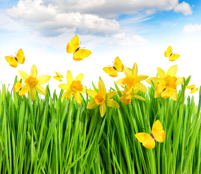 Yellow Daffodils and Butterflies — Green, Serene