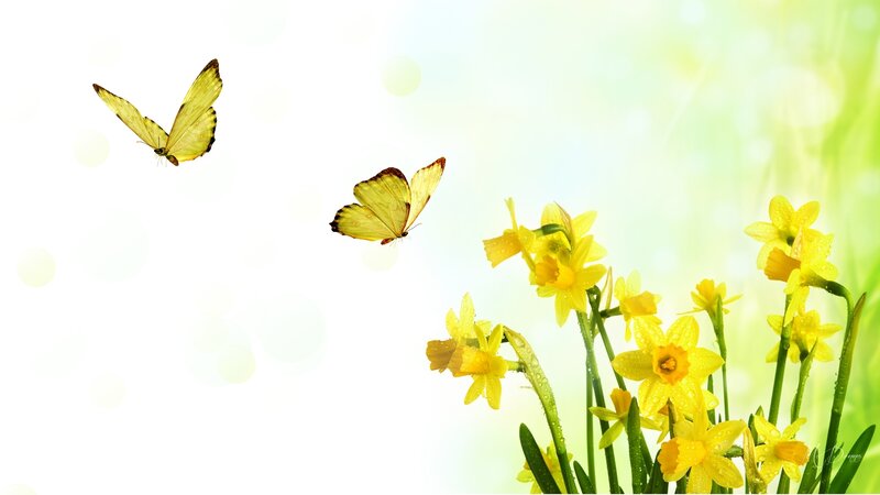 Yellow Daffodils and Butterflies — Serene
