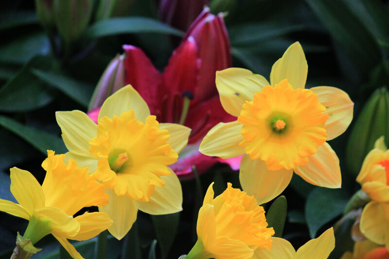 Yellow Daffodils and Lily