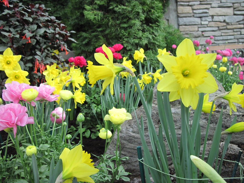 Yellow Daffodils and Pink Flowers